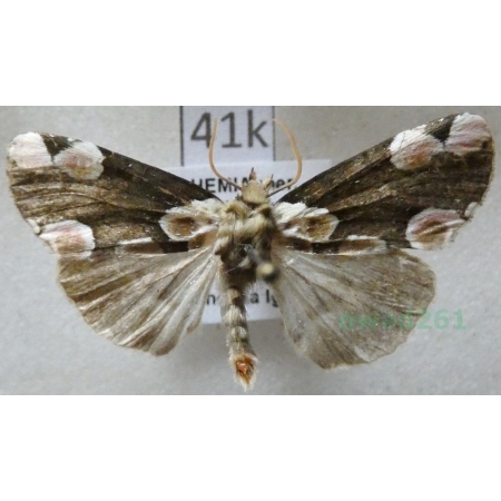 Thyatira batis (Linnaeus, 1758) Plamówka malinówka Czech41k